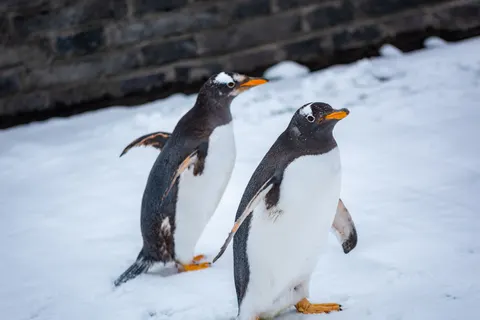 Penguins 4K Wallpaper · animals · 3840×2563