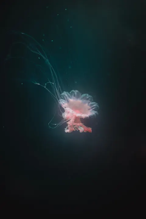 Underwater Blue Phone Wallpaper · ocean_v · 1440×2160