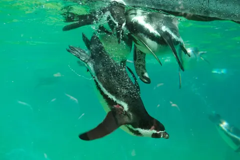 Wallpaper Penguin 4K · animals · 3840×2560