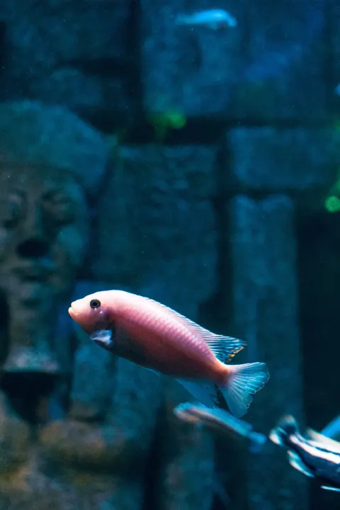 Podwodny błękit Tapeta na Telefon · ocean_v · 1440×2160