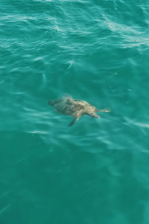 زرقة تحت الماء خلفية للجوال · ocean_v · 1440×2160