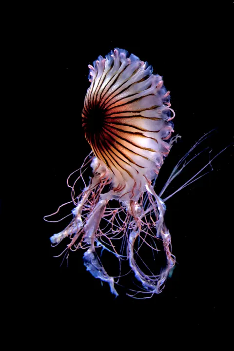 Unterwasserblau Handy-Hintergrundbild · ocean_v · 1440×2160