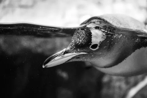 Tapeta Pingwiny 4K · animals · 3840×2555