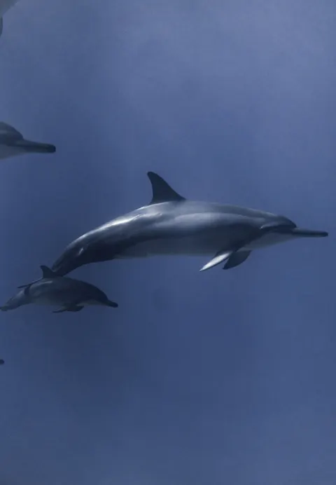 Underwater Blue Phone Wallpaper · ocean_v · 1440×2077