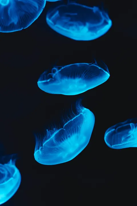 Podwodny błękit Tapeta na Telefon · ocean_v · 1440×2160