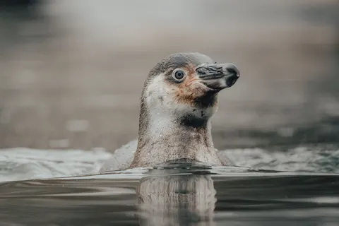 Sfondo Pinguini 4K · animals · 3840×2560