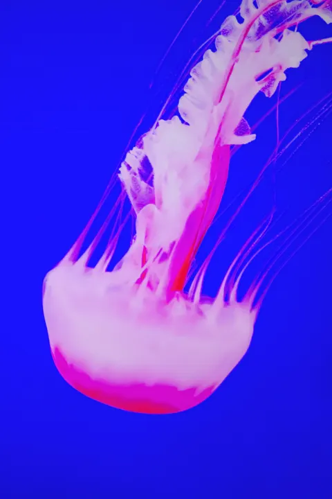 زرقة تحت الماء خلفية للجوال · ocean_v · 1440×2160