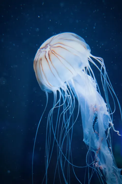 آبی زیر آب والپیپر موبایل · ocean_v · 1440×2160