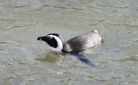 Penguenler 4K Duvar Kağıdı · animals · 3840×2379