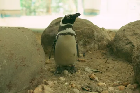 Wallpaper Penguin 4K · animals · 3840×2560
