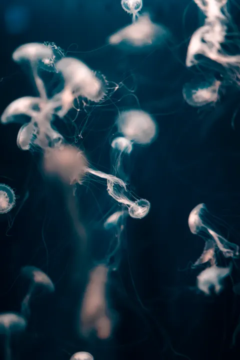 Unterwasserblau Handy-Hintergrundbild · ocean_v · 1440×2160