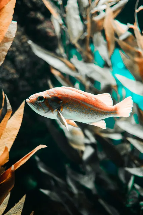 수중 블루 휴대폰 배경화면 · ocean_v · 1440×2159