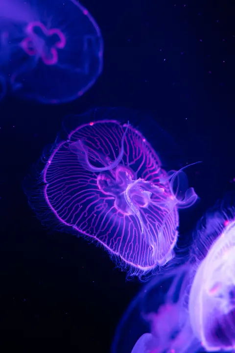 Unterwasserblau Handy-Hintergrundbild · ocean_v · 1440×2160