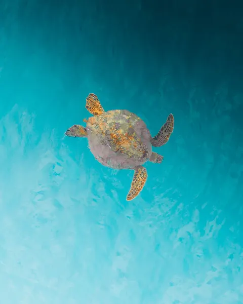 Underwater Blue Phone Wallpaper · ocean_v · 1440×1800