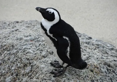 Pinguïns 4K-achtergrond · animals · 3840×2687