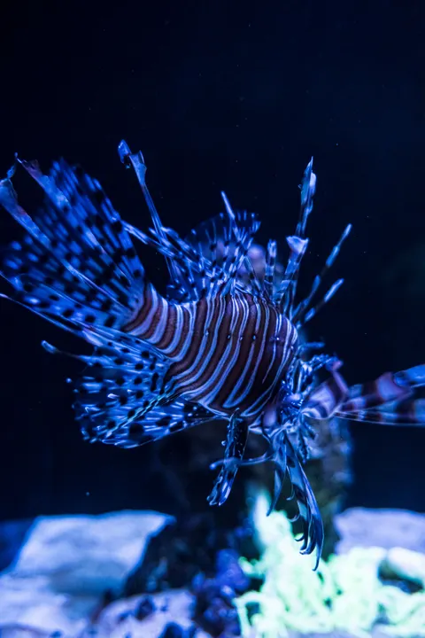 Podwodny błękit Tapeta na Telefon · ocean_v · 1440×2160