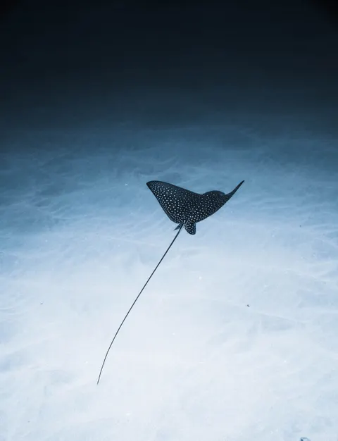 수중 블루 휴대폰 배경화면 · ocean_v · 1440×1880