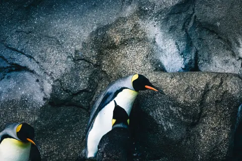 Penguins 4K Wallpaper · animals · 3840×2561