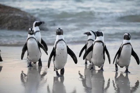 Pinguïns 4K-achtergrond · animals · 3840×2560