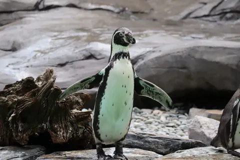 Penguins 4K Wallpaper · animals · 3840×2560