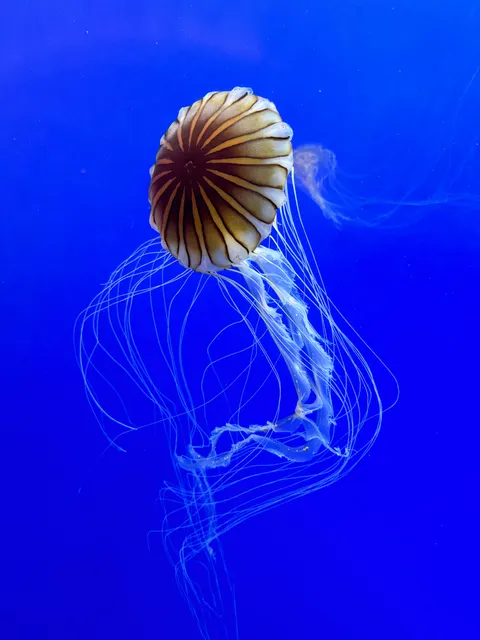 Podwodny błękit Tapeta na Telefon · ocean_v · 1440×1920