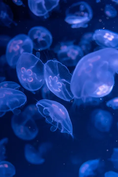 Blu Subacqueo Sfondo per Telefono · ocean_v · 1440×2160