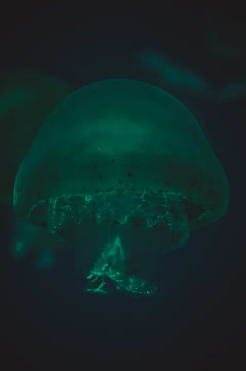 Unterwasserblau Handy-Hintergrundbild · ocean_v · 1440×2166