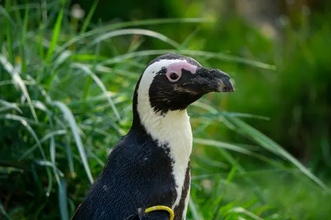 Wallpaper Penguin 4K · animals · 3840×2560