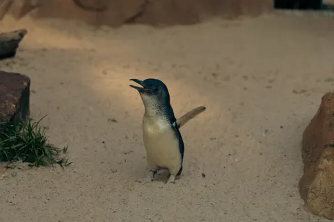 Pinguïns 4K-achtergrond · animals · 3840×2560