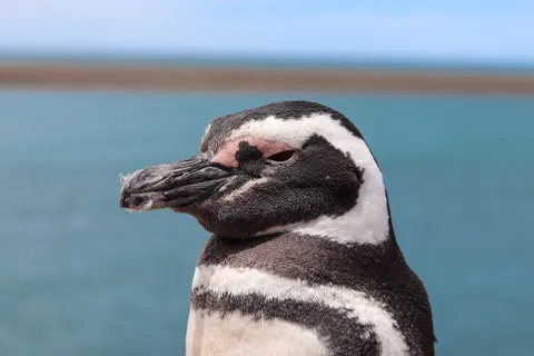Sfondo Pinguini 4K · animals · 3840×2560