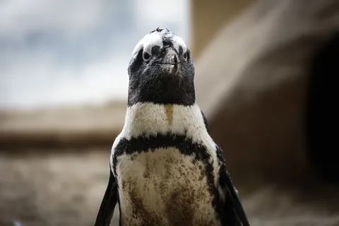 Penguins 4K Wallpaper · animals · 3840×2561