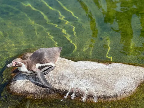 Wallpaper Penguin 4K · animals · 3840×2880