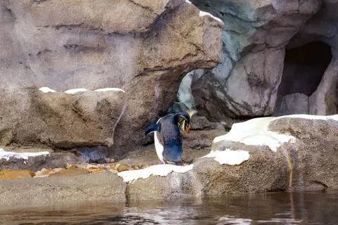 Penguins 4K Wallpaper · animals · 3840×2560
