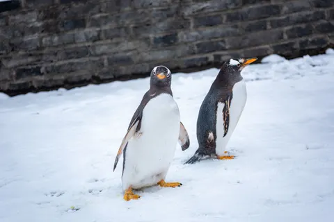 Fondo de pantalla Pingüinos 4K · animals · 3840×2563