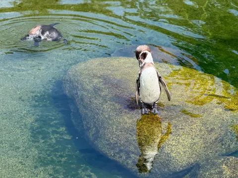 Tapeta Pingwiny 4K · animals · 3840×2880