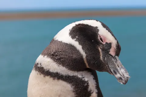 Fond d'écran Manchots 4K · animals · 3840×2560