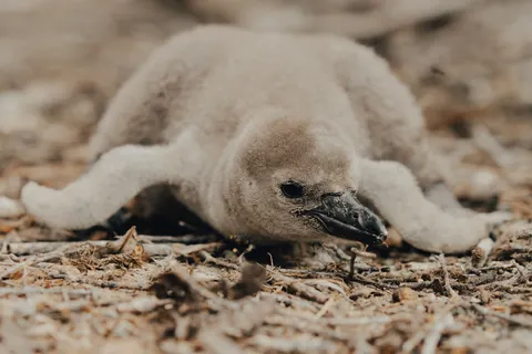Sfondo Pinguini 4K · animals · 3840×2560