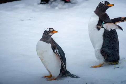Hình nền Chim cánh cụt 4K · animals · 3840×2563