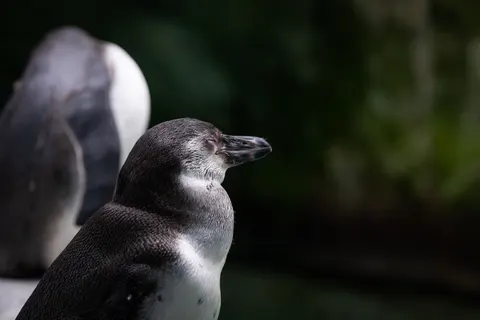 Wallpaper Penguin 4K · animals · 3840×2560