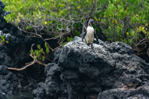 Pinguine 4K Hintergrundbild · animals · 3840×2563