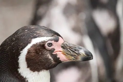 Penguins 4K Wallpaper · animals · 3840×2560