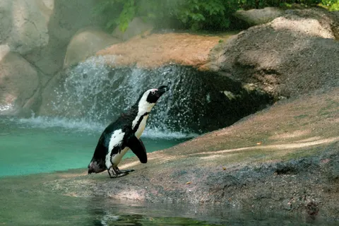 Tapeta Pingwiny 4K · animals · 3840×2560