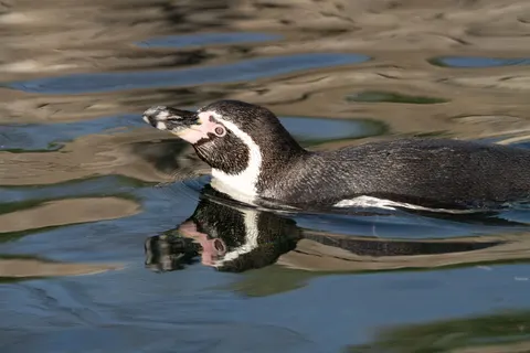 Wallpaper Penguin 4K · animals · 3840×2560