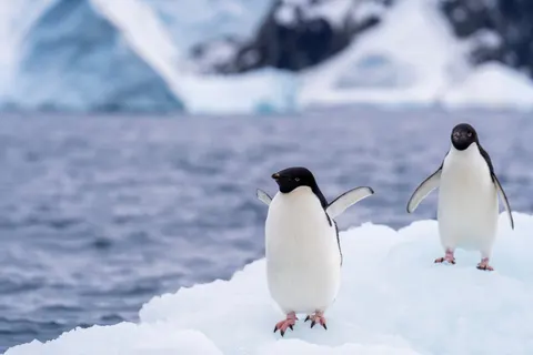 Penguins 4K Wallpaper · animals · 3840×2560