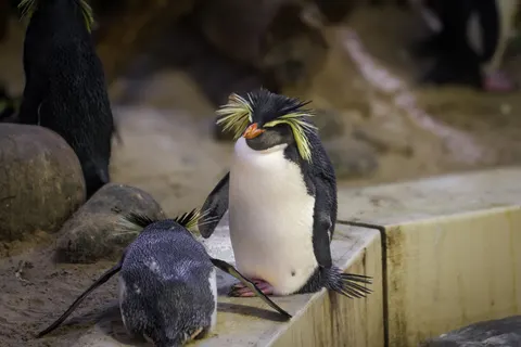 Penguins 4K Wallpaper · animals · 3840×2561