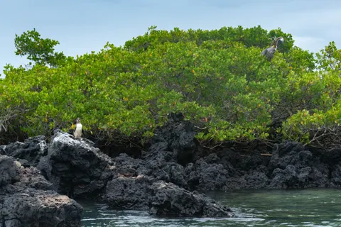 Sfondo Pinguini 4K · animals · 3840×2563