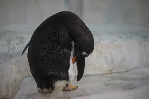 Penguins 4K Wallpaper · animals · 3840×2560
