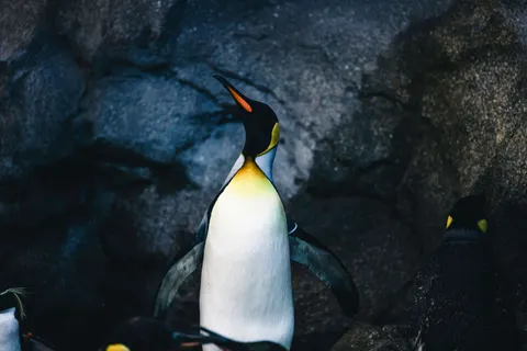 Pinguïns 4K-achtergrond · animals · 3840×2561