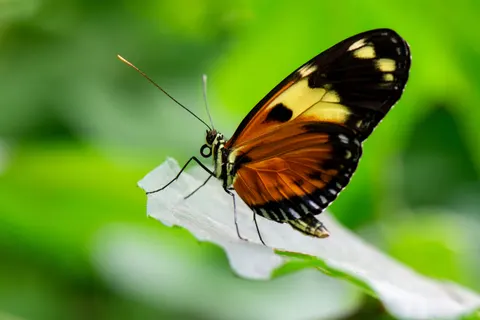 Butterfly 4K Wallpaper · animals · 3840×2560