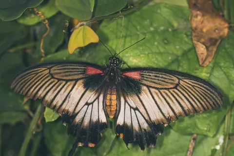 Tapeta Motyl 4K · animals · 3840×2560